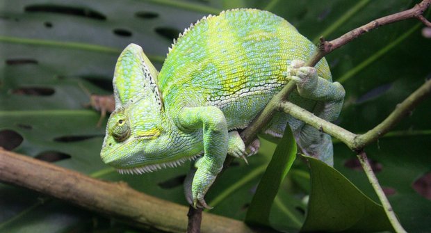 Pestřejší vyhrává: Souboj barev chameleoních samců