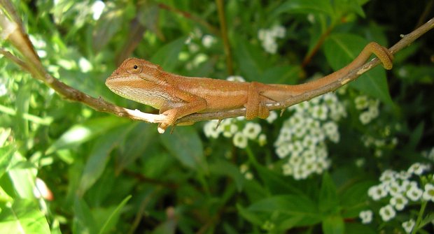 Chameleoni: Úplně jiní ještěři