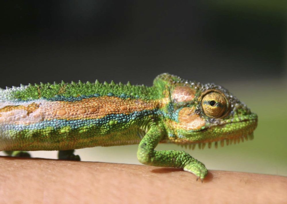 V současné době vědci rozlišují 202 druhů chameleonů