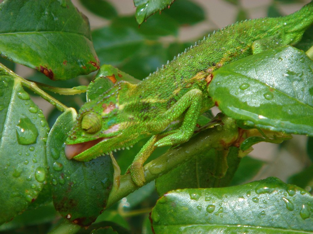 Chameleon trpasličí žije v otevřené krajině a nevyhýbá se ani zahradám a parkům