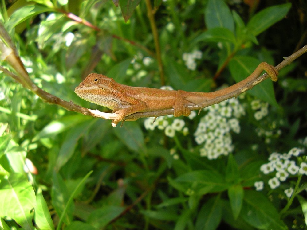 V současné době vědci rozlišují 202 druhů chameleonů