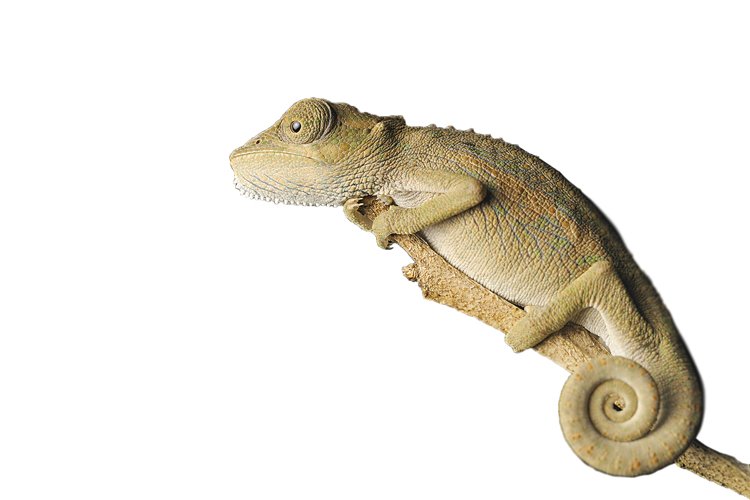 Chameleon Bradypodion setaroi patří k nejmenším, i s ocáskem měří 10 cm