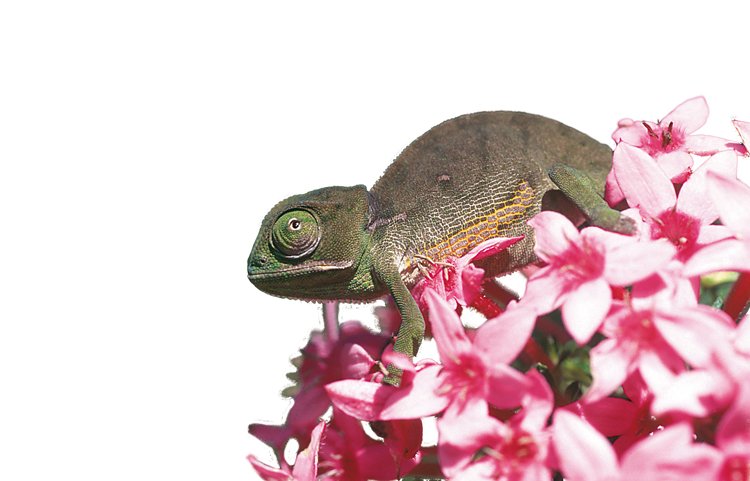 Lesní druh chameleon natalský (Bradypodion thamnobates) vytváří ve dvou odlišných typech lesa dvě tvarové formy