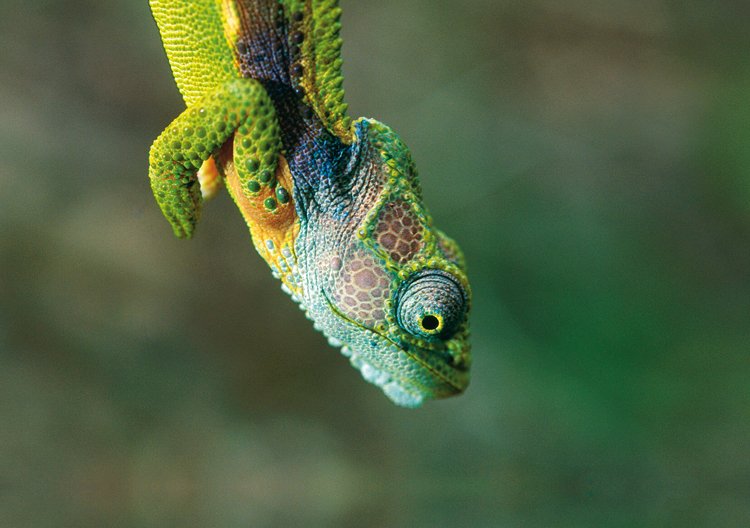 Chameleon karrojský (Bradypodion ventrale) obývá křovinatou buš, běžný je i v zarostlých zahradách