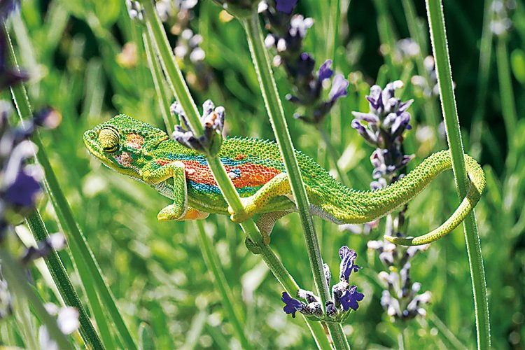 Až 15 cm dlouhý chameleon trpasličí (Bradypodion pumilum) patří k větším druhům