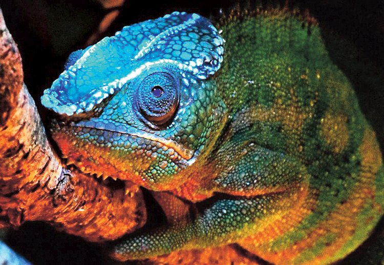 Chameleoni navzájem komunikují pomocí barevných změn pokožky