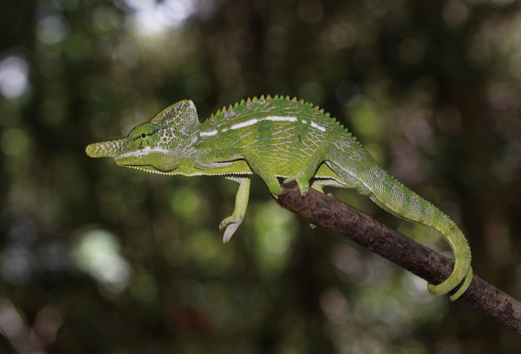 Chameleon F. labordi