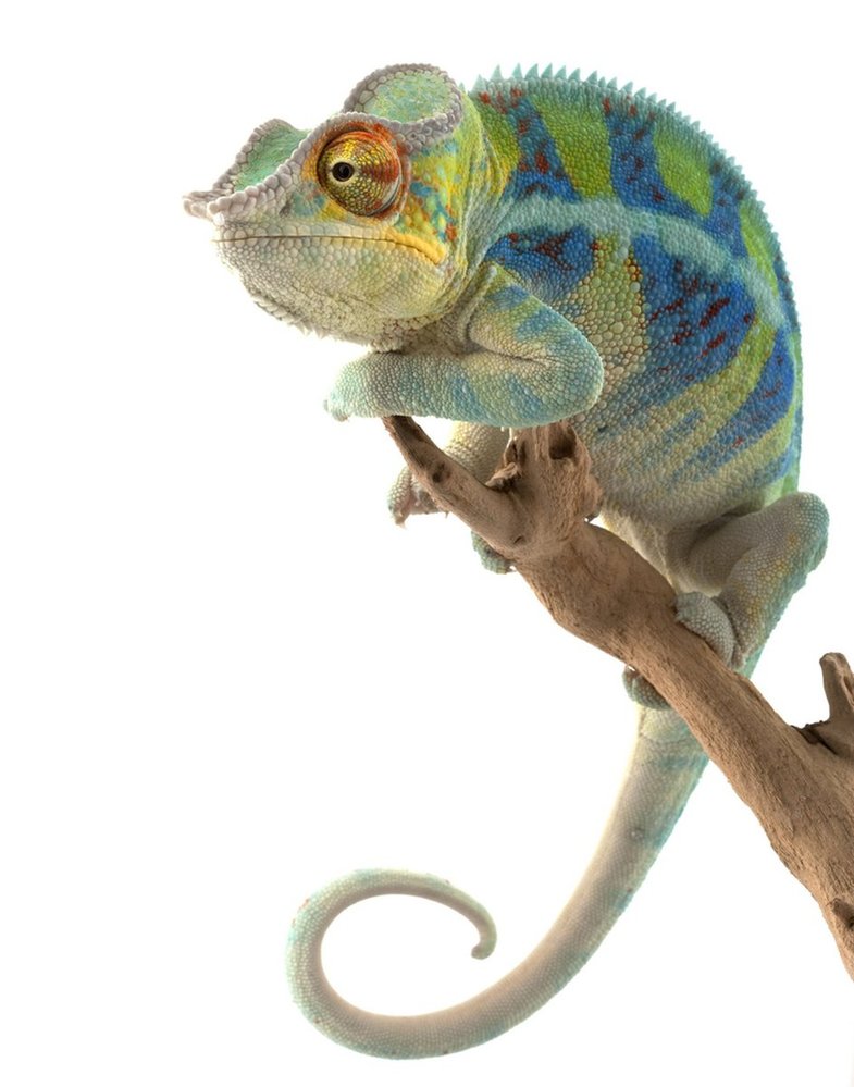 Chameleon pardálí převádí barevnou škálu využívanou při vzrušení a změně nálady