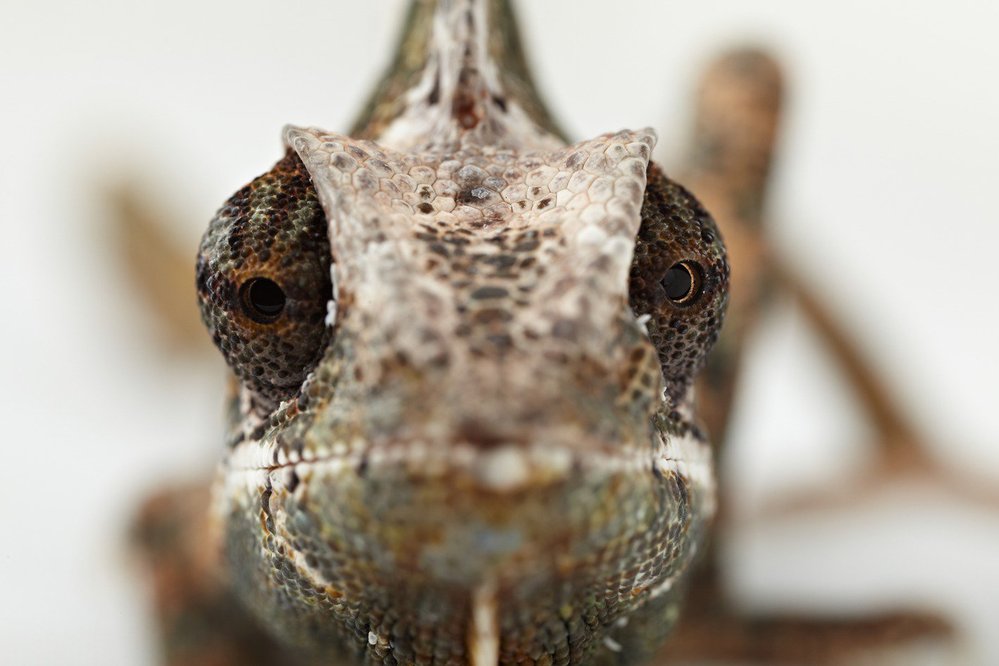 Obě oči zaměřené na kořist poskytují chameleonovi její stereoskopický obraz