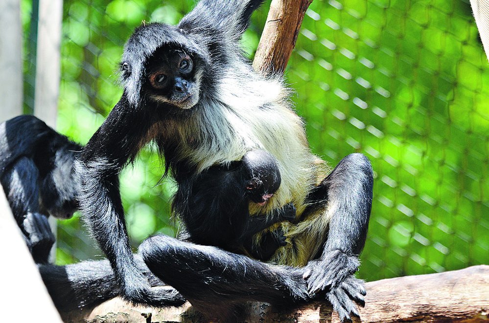 Pouze ve třech evropských zoo můžete vidět chápany středoamerické mexické (Ateles geoffroyi vellerosus)