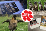 Charitativní kalendáře pomáhají opuštěným a týraným psům