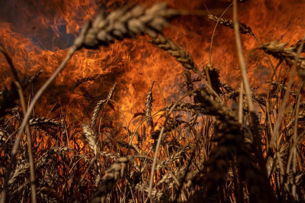 Válka na Ukrajině: Požár obilných polí poblíž Charkova (29.7.2022)