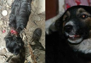 Týraní psi: Míša (vlevo) trpěl na řetězu, Charlie měla vážnbá zranění.
