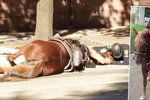 Zdrcený policista objímal svého umírajícího koně.