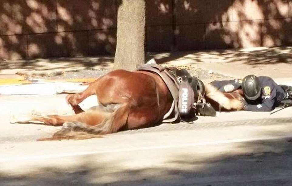 Zdrcený policista objímal svého umírajícího koně.