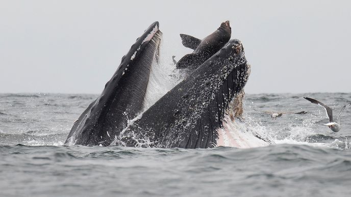 Fotograf a biolog Chase Dekker na unikátním snímku zachytil plejtváka zaskočeného ve chvíli, kdy se mu dostal do otevřené tlamy lachtan.