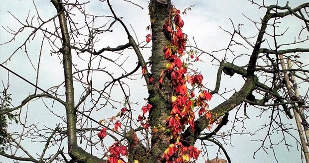 Nastal čas na zazimování chat a chalup: Podívejte se, jak je připravit na příchod zimy!