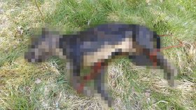 Muž našel na Chebsku mrtvého psa, podle něj byl brutálně utýrán.