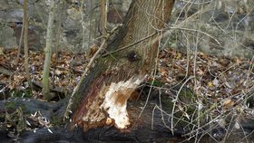 V centru Chebu se objevily stopy po bobrech, zůstaly po nich okousané stromy.