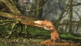 Překousaná jabloň a nahlodaná olše se po bobrech objevily na ostrově pod chebským hradem.