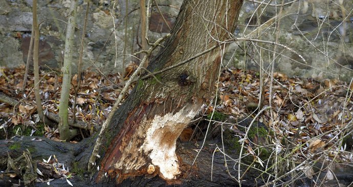 V centru Chebu se objevily stopy po bobrech, zůstaly po nich okousané stromy.