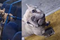 Pro dobrotu na žebrotu: Řidič autobusu naložil psa, od majitelky to schytal