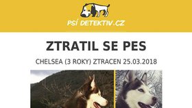 Do pátrání po ztracené fence se zapojila také skupina Psí detektiv na Facebooku.