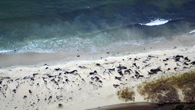 Na pláži v jižním Chile se našlo 70 uhynulých velryb.