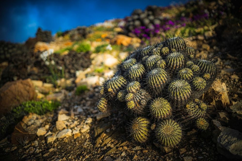 Jeden z mnoha vzácných kaktusů, které jinde a jindy na světě neuvidíte.