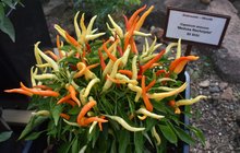 Botanická vystavuje chilli papričky: Tohle je nejpálivější »potvora«