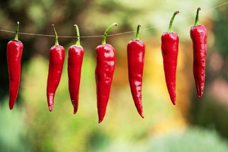 6 tipů, jak zpracovat úrodu chilli papriček: Usušte je, naložte nebo z nich uvařte džem