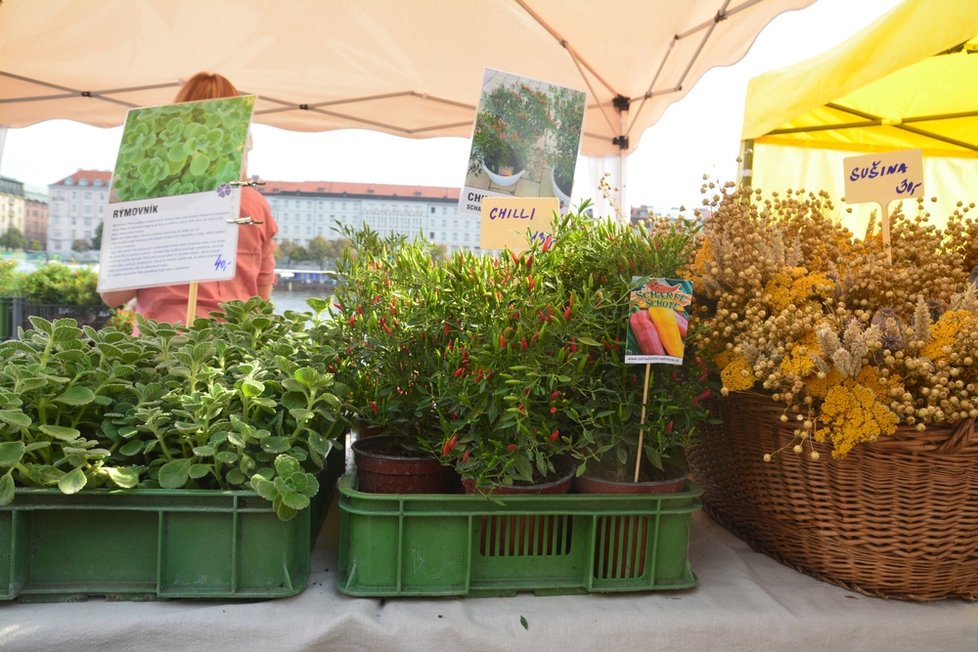 Chilli festival přilákal stovky lidí.