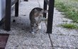 Toulavou kočku Měšťák pravidelně krmí, ona mu na oplátku dělá společnost.