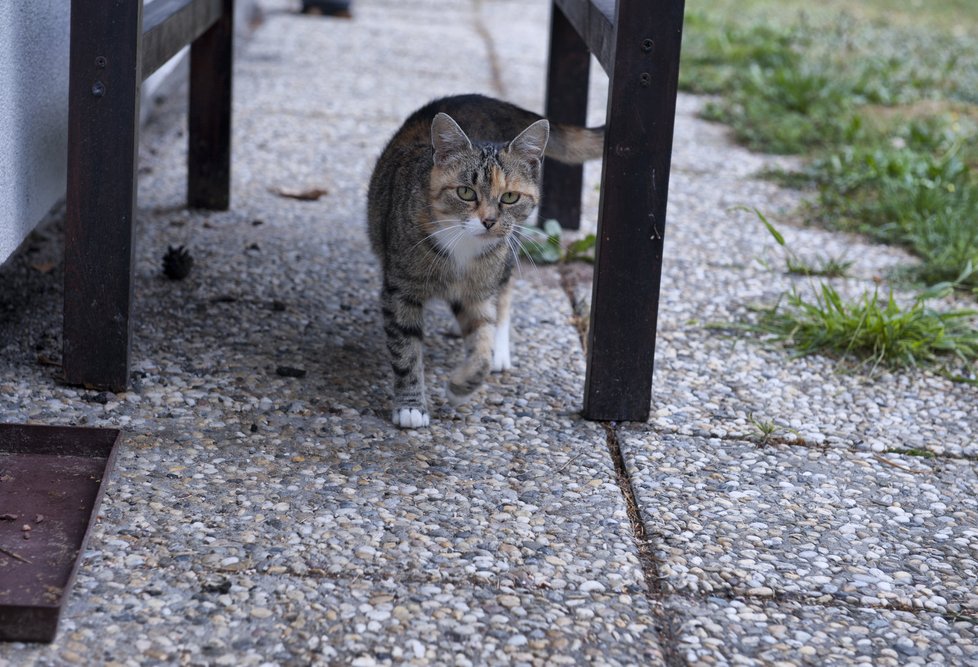 Toulavou kočku Měšťák pravidelně krmí, ona mu na oplátku dělá společnost.