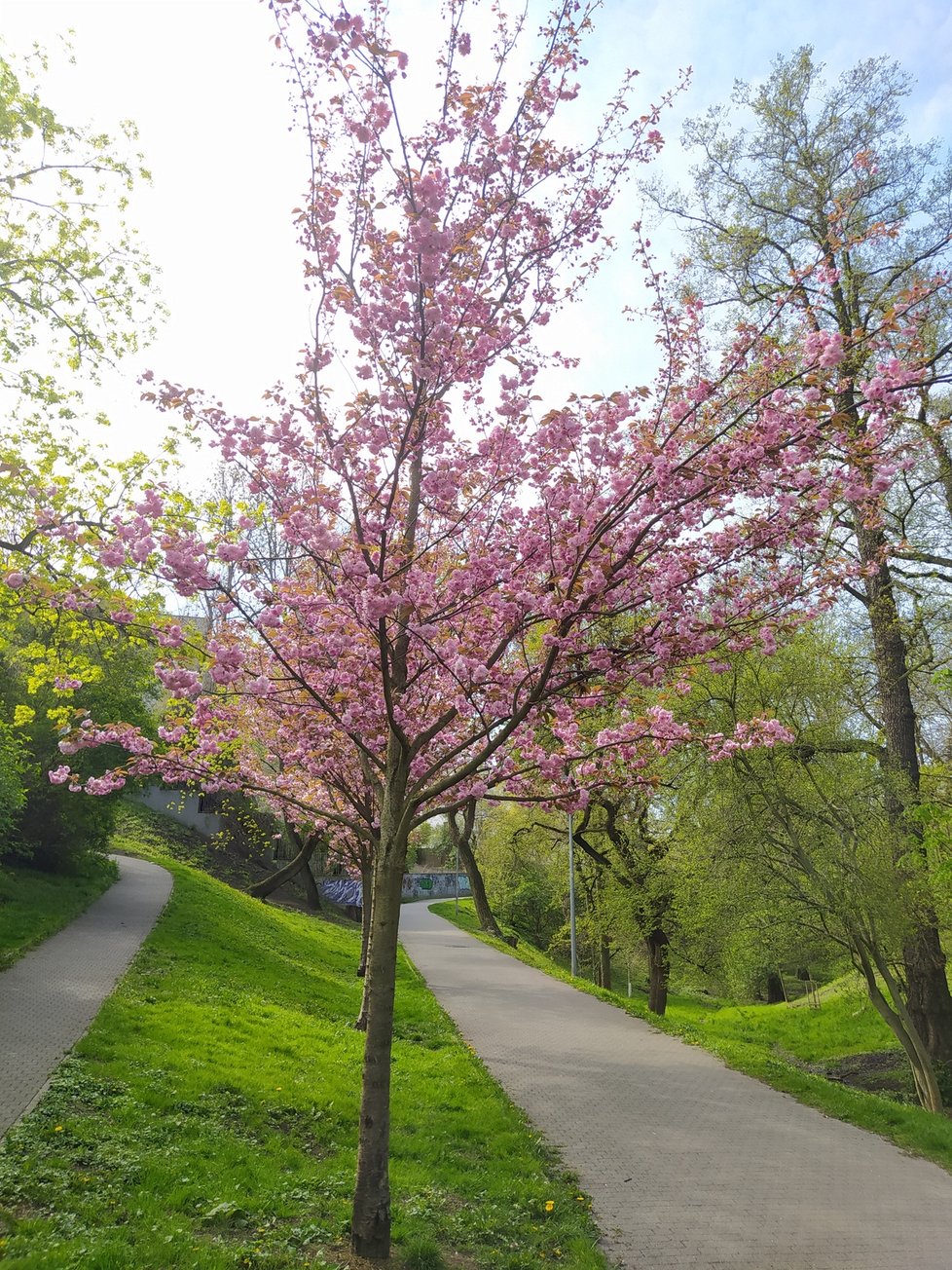 Jeden z nejmalebnějších parků v Praze - park Willyho Brandta - protíná Chittussiho ulice.