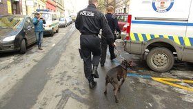 Na Královéhradecku usmrtil pes malého chlapce. Jde o další tragédii po incidentu na Žižkově v roce 2012. (na snímku)
