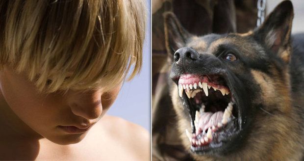Chlapce (†5) z Lužce rozsápali psi: Jejich majitel dostal podmínku