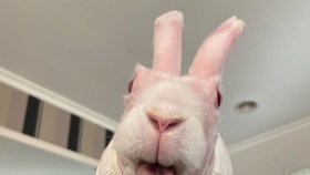 Bezsrstý králík unikl jen o vlásek smrti. Dnes je hvězdou Instagramu a lidé ho zbožňují!