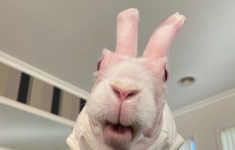 Bezsrstý králík unikl jen o vlásek smrti. Dnes je hvězdou Instagramu a lidé ho zbožňují!