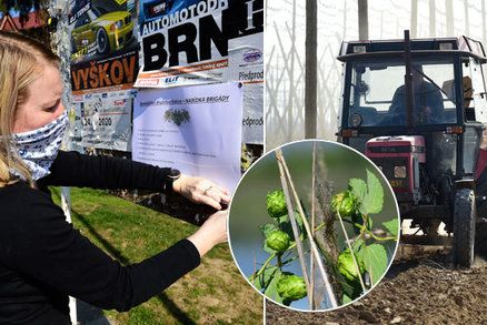 Pivo v ohrožení? Zemědělci se bojí jara, studenty mají na chmelu i v traktorech