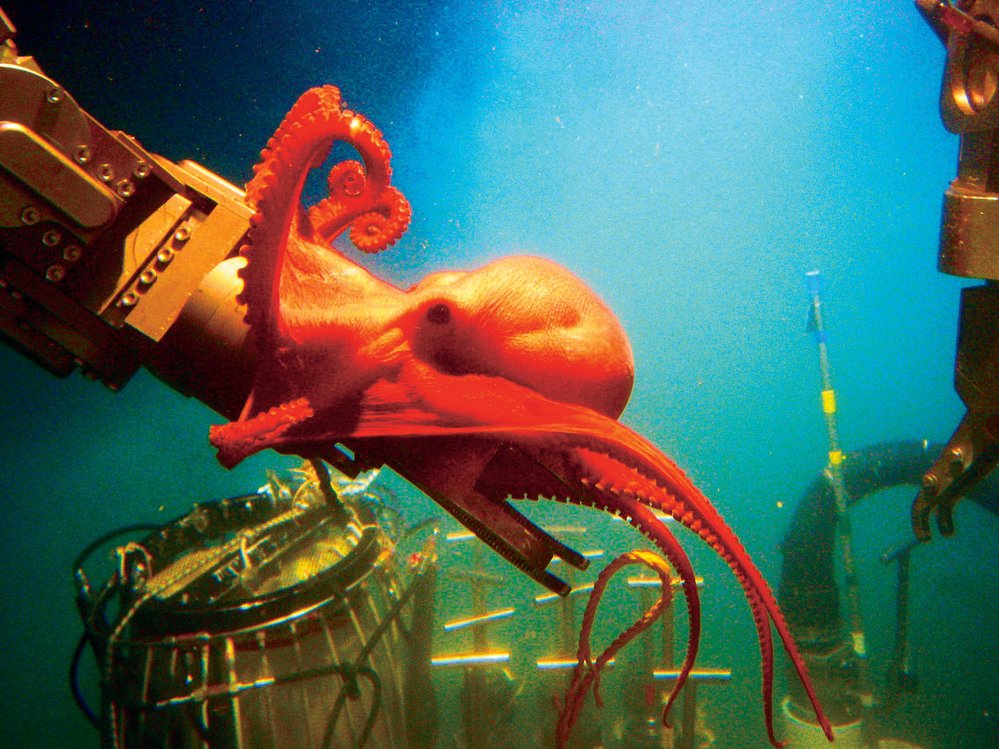 V hloubce 2,28km zkoumá chobotnice rodu Benthoctopus DSV Alvin