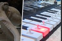 Bizarní video boří internet: Mladík naučil hrát chobotnici na klavír