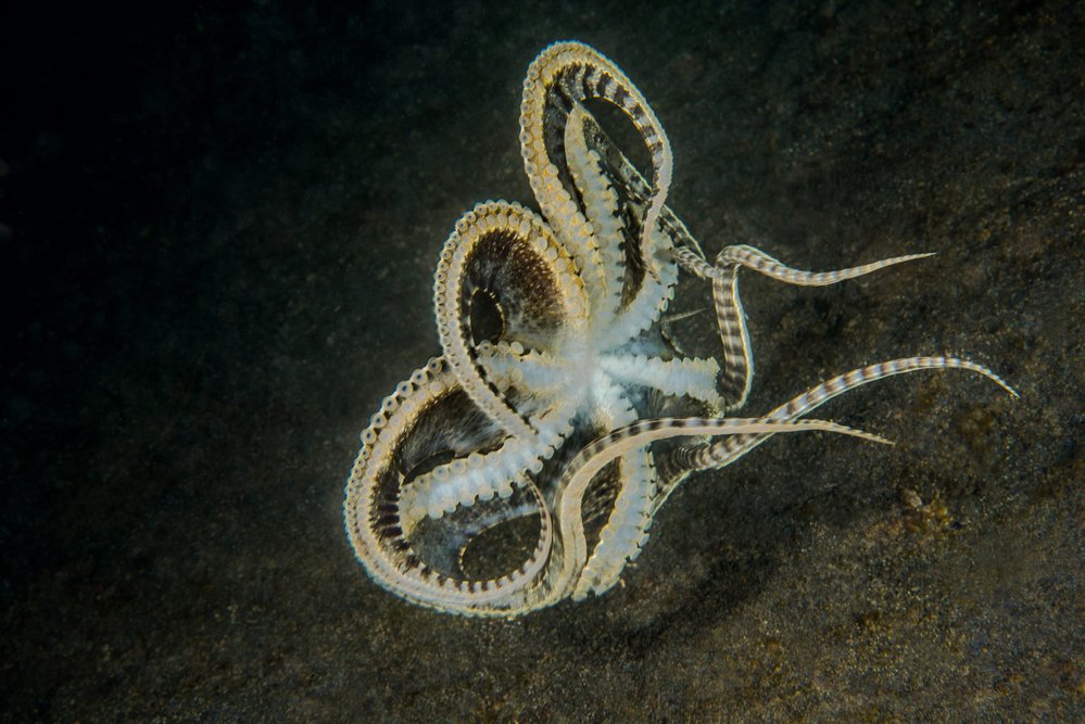Chapadla chobotnice maskované se natáhnou do půlmetrové délky