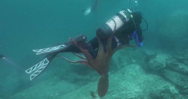 Útok obří chobotnice: Potápěč zažil krušné chvíle, chapadla ho nechtěla pustit