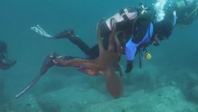 Chobotnice u Japonska napadla potápěče