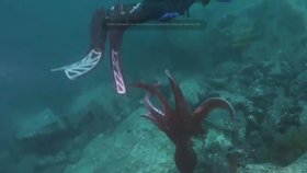 Chobotnice u Japonska napadla potápěče