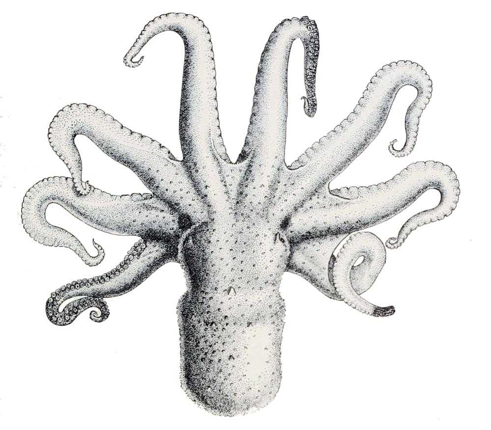 Chobotnice Octopus bimaculoides umí svá chapadla ohýbat, kroutit, natahovat i zkracovat