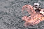 Dvě ploutve proti osmi chapadlům. Tak vypadal bezmála desetiminutový souboj na život a na smrt, který ve vodě sváděl tuleň s obří chobotnicí.