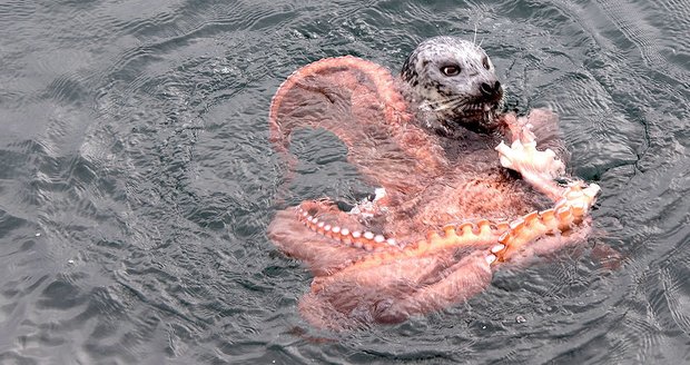 Lítý souboj v moři: Tuleň se porval s chobotnicí!