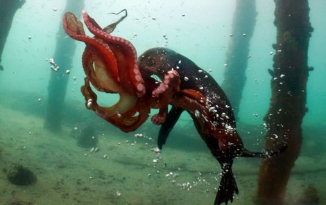 Téhle chobotnici říkají Australané kraken.